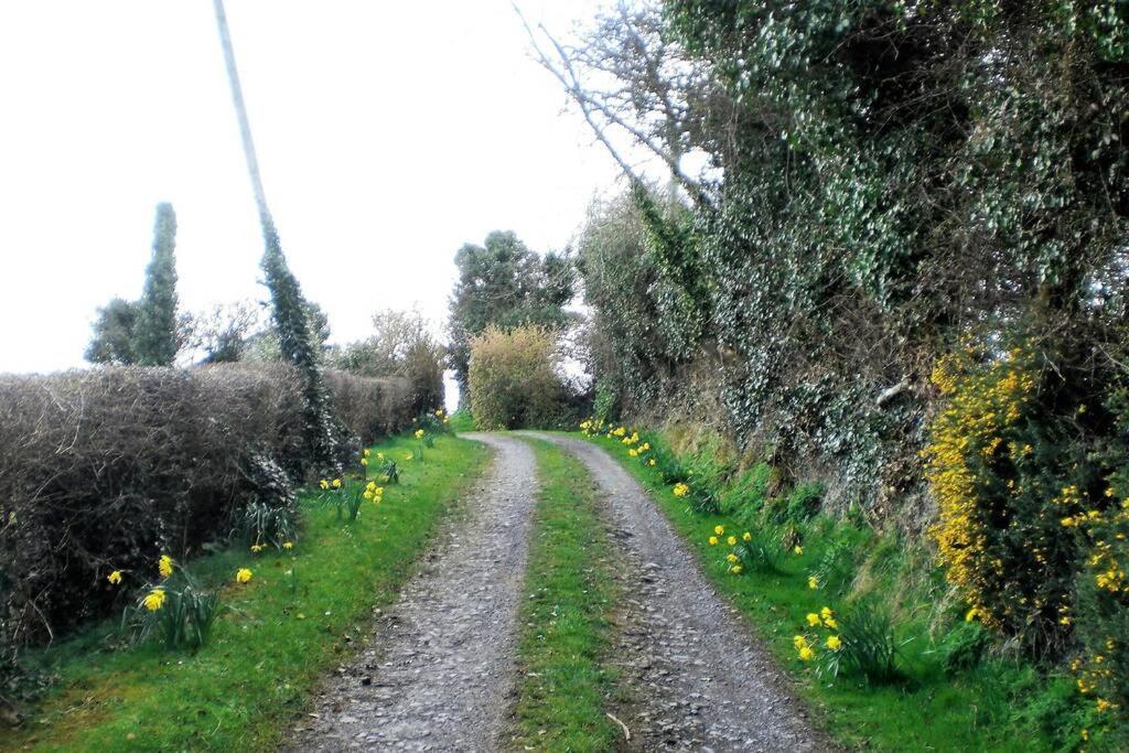 Cowslip * Dublin
